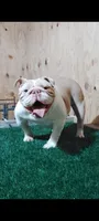 Lil Mama , a female English Bulldog for sale in Fayetteville, NC – 3 of 4