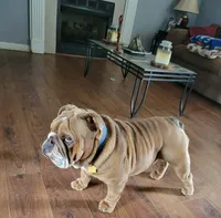 Lil Mama , a female English Bulldog for sale in Fayetteville, NC – 2 of 4