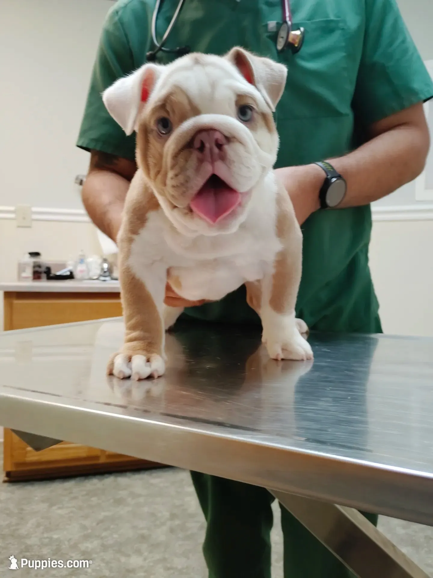 Lil Mama , a female English Bulldog for sale in Fayetteville, NC – 1 of 4