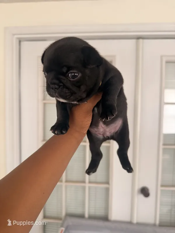 Phoneix - AKC Registered – French Bulldog puppy for sale in Lilesville, NC