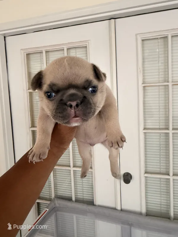 Turbo - AKC Registered – French Bulldog puppy for sale in Lilesville, NC