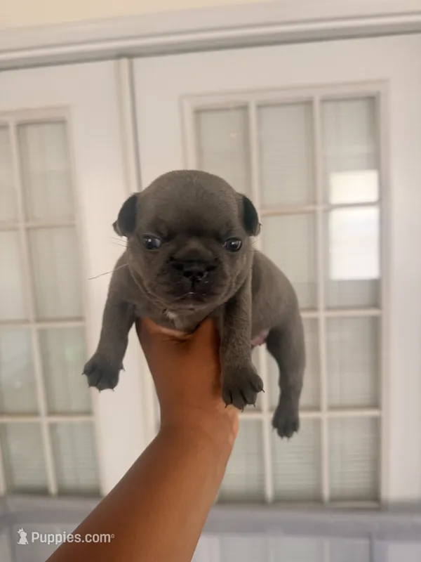 Ms.Blu -  AKC Registered – French Bulldog puppy for sale in Lilesville, NC
