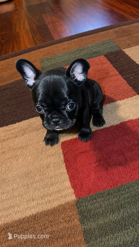 Phoneix - AKC Registered – French Bulldog puppy for sale in Lilesville, NC