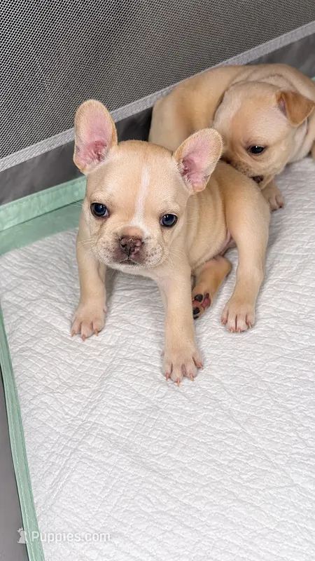Poppa Bear-  AKC Registered – French Bulldog puppy for sale in Lilesville, NC