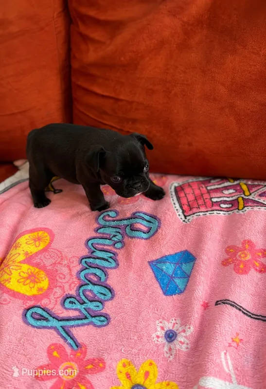 Phoneix - AKC Registered – French Bulldog puppy for sale in Lilesville, NC