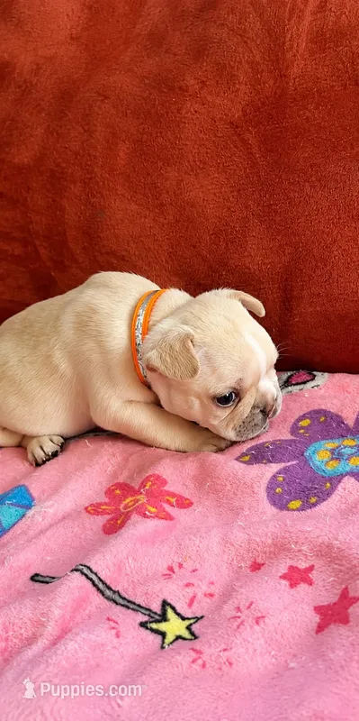 Poppa Bear-  AKC Registered – French Bulldog puppy for sale in Lilesville, NC