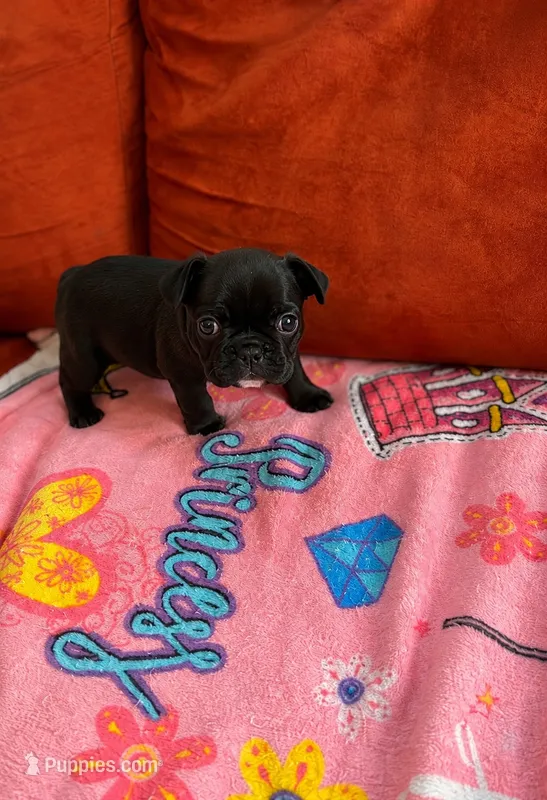 Phoneix - AKC Registered – French Bulldog puppy for sale in Lilesville, NC