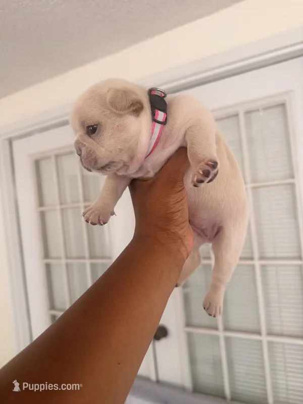 PINKY PIE - AKC Registered – French Bulldog puppy for sale in Lilesville, NC