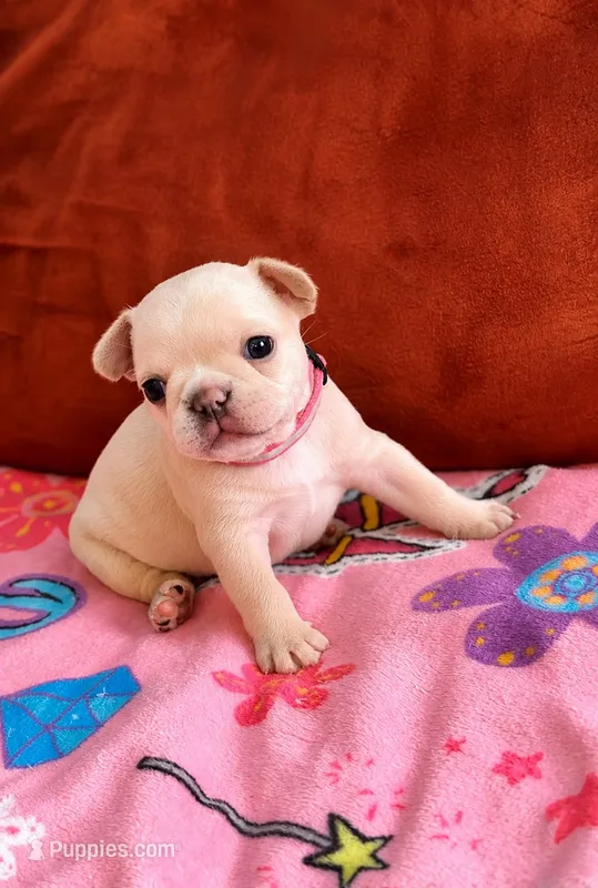 PINKY PIE - AKC Registered – French Bulldog puppy for sale in Lilesville, NC