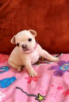 PINKY PIE - AKC Registered, a female French Bulldog for sale in Lilesville, NC – 1 of 3