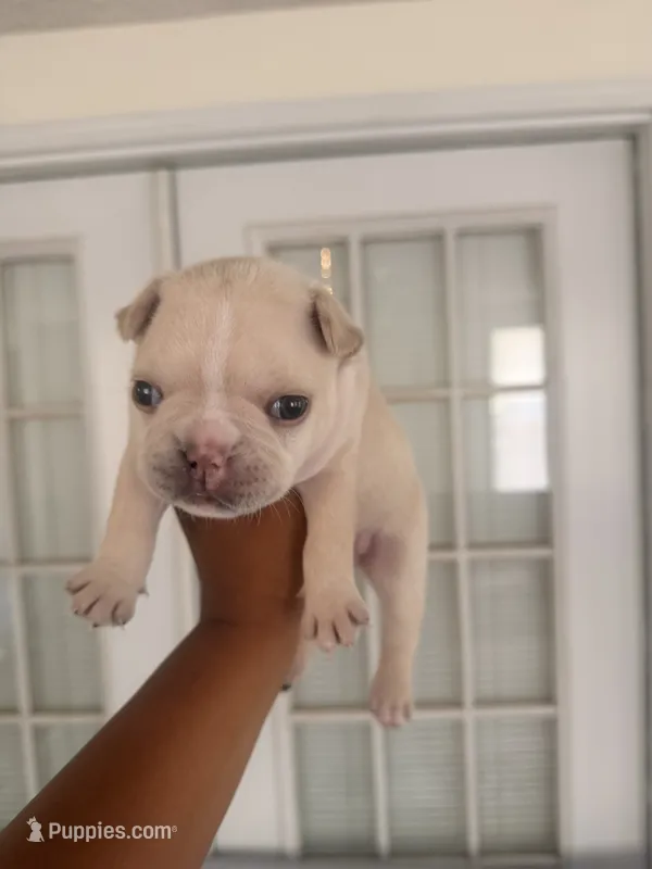 Papa Bear-  AKC Registered – French Bulldog puppy for sale in Lilesville, NC