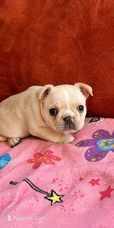 Poppa Bear-  AKC Registered – French Bulldog puppy for sale in Lilesville, NC