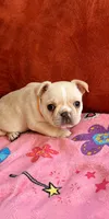 Poppa Bear-  AKC Registered, a male French Bulldog for sale in Lilesville, NC – 1 of 3