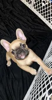 Turbo - AKC Registered, a male French Bulldog for sale in Lilesville, NC – 3 of 3