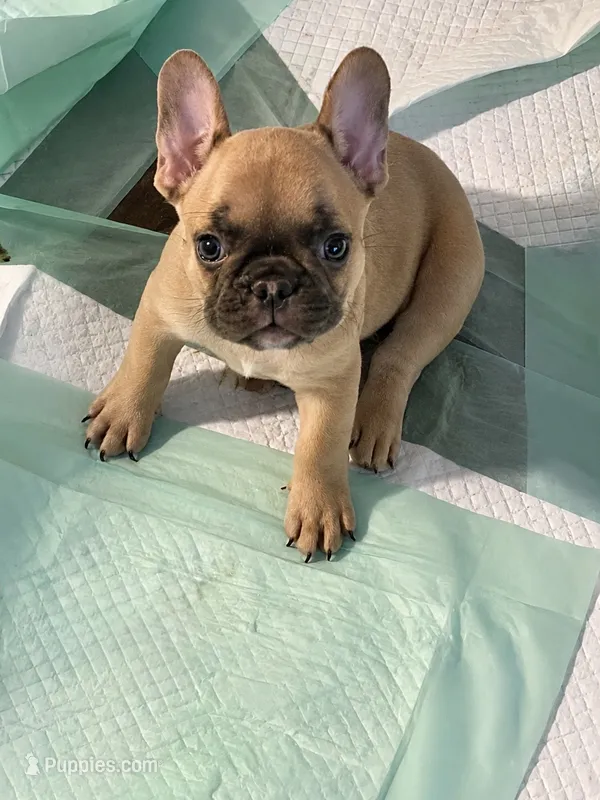 Turbo - AKC Registered – French Bulldog puppy for sale in Lilesville, NC