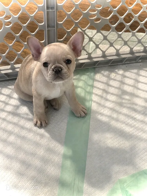 PINKY PIE - AKC Registered – French Bulldog puppy for sale in Lilesville, NC