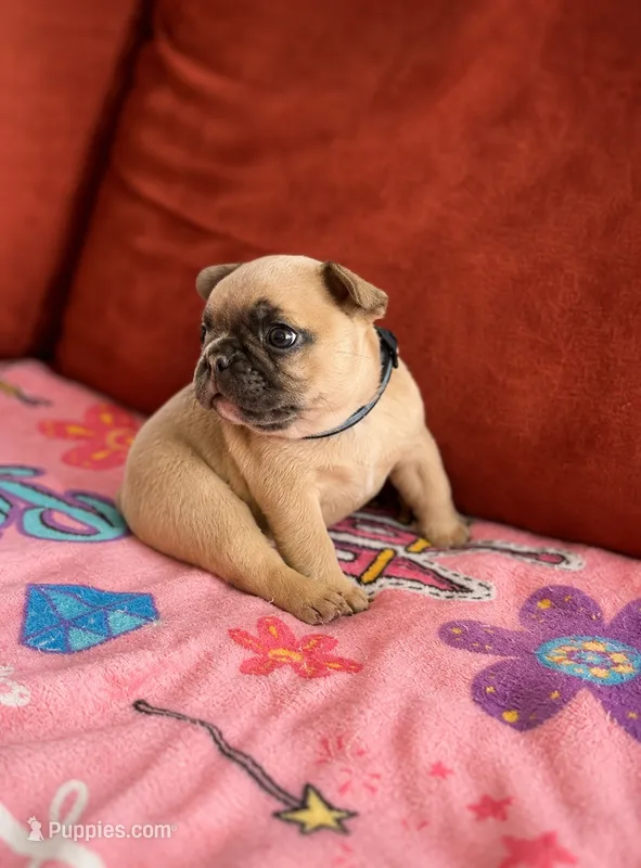 Turbo - AKC Registered – French Bulldog puppy for sale in Lilesville, NC