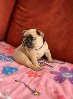 Turbo - AKC Registered, a male French Bulldog for sale in Lilesville, NC – 1 of 3