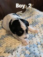 AKC Boy 2 Black Parti, a male Miniature Schnauzer for sale in Owasso, OK – Photo 1 of 4