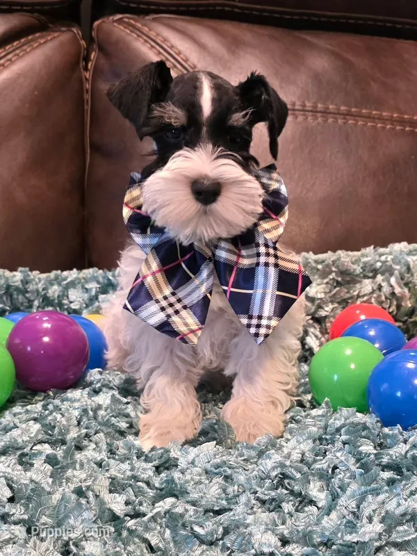 AKC Boy 2 Black Parti – Miniature Schnauzer puppy for sale in Owasso, OK