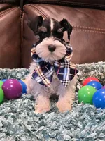 AKC Boy 2 Black Parti, a male Miniature Schnauzer for sale in Owasso, OK – Photo 1 of 4