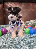 AKC Boy 2 Black Parti, a male Miniature Schnauzer for sale in Owasso, OK – Photo 4 of 4