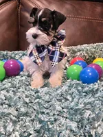 AKC Boy 2 Black Parti, a male Miniature Schnauzer for sale in Owasso, OK – Photo 3 of 4