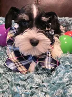 AKC Boy 2 Black Parti, a male Miniature Schnauzer for sale in Owasso, OK – Photo 2 of 4
