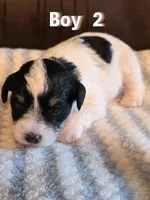 AKC Boy 2 Black Parti, a male Miniature Schnauzer for sale in Owasso, OK – Photo 3 of 4