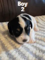 AKC Boy 2 Black Parti, a male Miniature Schnauzer for sale in Owasso, OK – Photo 2 of 4