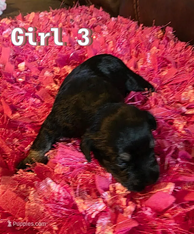 AKC Girl 3 Black & Silver