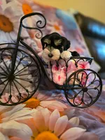 AKC Girl "Pinkie", a female Miniature Schnauzer for sale in Owasso, OK – 6 of 9