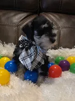 AKC Boy 1 Black & Silver, a male Miniature Schnauzer for sale in Owasso, OK – Photo 3 of 4