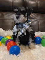 AKC Boy 1 Black & Silver, a male Miniature Schnauzer for sale in Owasso, OK – Photo 4 of 4