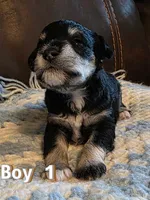AKC Boy 1 Black & Silver, a male Miniature Schnauzer for sale in Owasso, OK – Photo 5 of 6