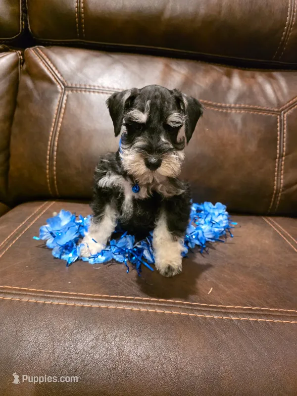 AKC Boy 1 Black & Silver – Miniature Schnauzer puppy for sale in Owasso, OK