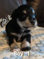 AKC Boy 1 Black & Silver, a male Miniature Schnauzer for sale in Owasso, OK – Photo 1 of 6