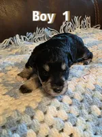 AKC Boy 1 Black & Silver, a male Miniature Schnauzer for sale in Owasso, OK – Photo 6 of 6