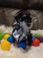 AKC Boy 1 Black & Silver, a male Miniature Schnauzer for sale in Owasso, OK – Photo 2 of 4