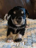 AKC Boy 1 Black & Silver, a male Miniature Schnauzer for sale in Owasso, OK – Photo 4 of 6