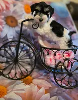 AKC Girl "Pinkie", a female Miniature Schnauzer for sale in Owasso, OK – 9 of 9
