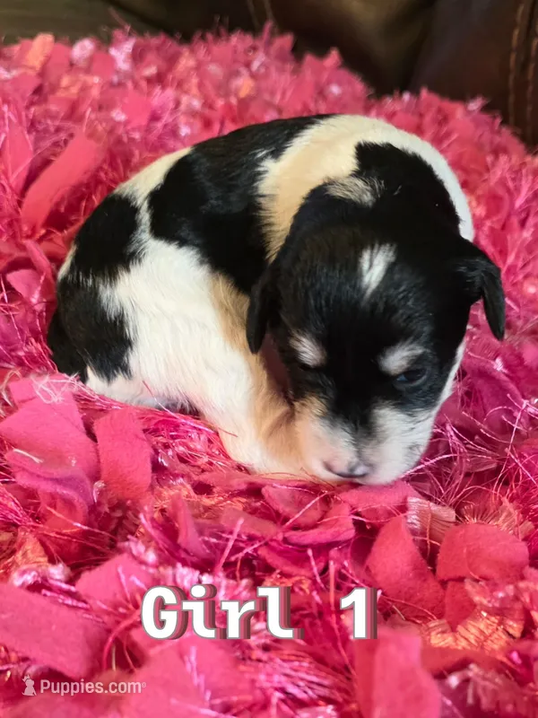 AKC Girl 1 Black Parti