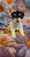 AKC Girl "Pinkie", a female Miniature Schnauzer for sale in Owasso, OK – 5 of 9