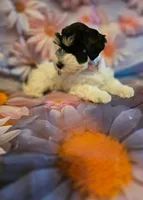 AKC Girl "Pinkie", a female Miniature Schnauzer for sale in Owasso, OK – 3 of 9
