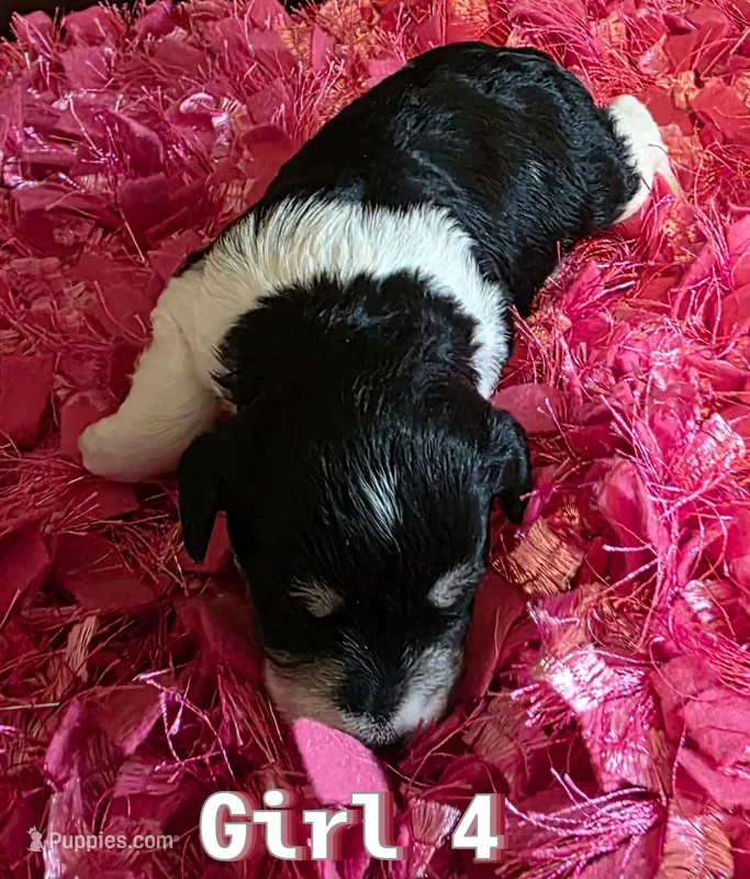 AKC Girl 4 Black Parti