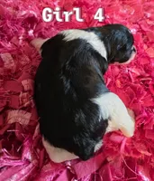 processed/bfbf7bb5-09ef-4f6d-9a21-35825043171d/listing/a9119870-3df6-4ab2-b6c3-e361216f8851/ed185985-0131-43c6-b13a-7f7a82cb5b48