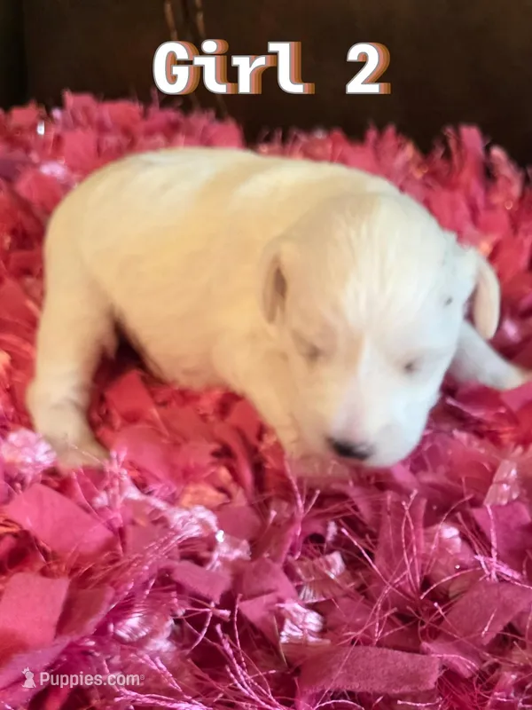 AKC Girl 2 White w/ Blue Eyes