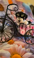 AKC Girl "Pinkie", a female Miniature Schnauzer for sale in Owasso, OK – 7 of 9