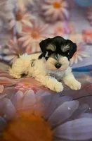 AKC Girl "Pinkie", a female Miniature Schnauzer for sale in Owasso, OK – 4 of 9