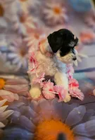 AKC Girl "Pinkie", a female Miniature Schnauzer for sale in Owasso, OK – 2 of 9